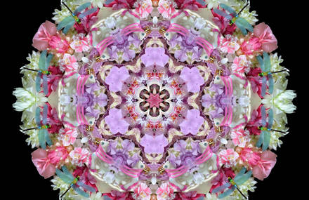 Striking Flowers and Candies Mandalas