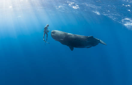 Magnificent Underwater Life Photography