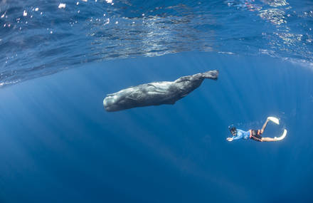 Magnificent Underwater Life Photography