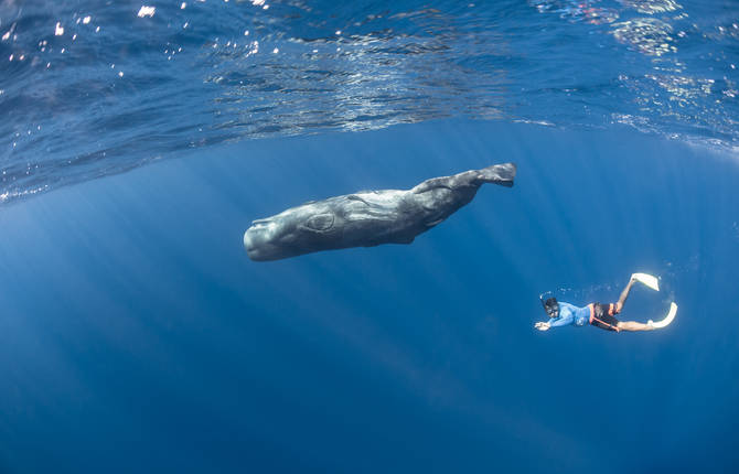 Magnificent Underwater Life Photography