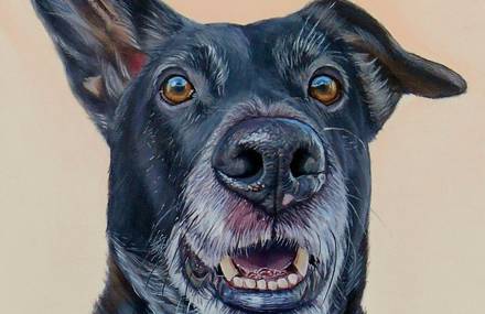 Realistic Funny Dog Portraits