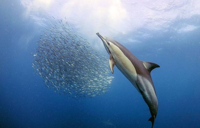 Dolphins and Marlins Feasting On Millions of Sardines