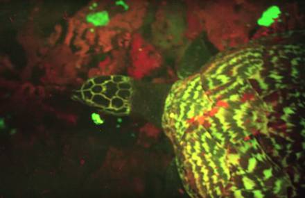 The First Biofluorescent Reptile Discovered