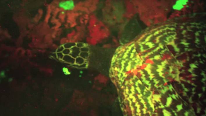 The First Biofluorescent Reptile Discovered