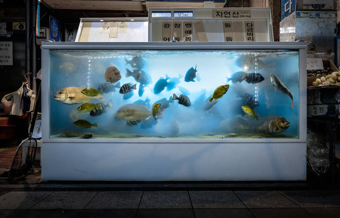 Fish Tanks Photography