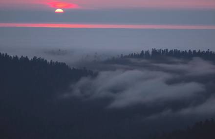 Redwoods Timelapse