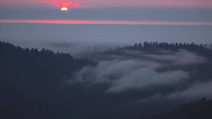 Redwoods Timelapse