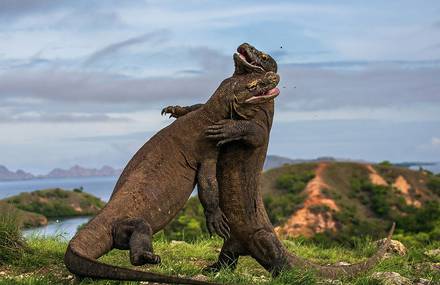 Wildlife Photographer of the Year