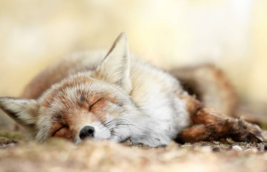 Wildlife of Foxes