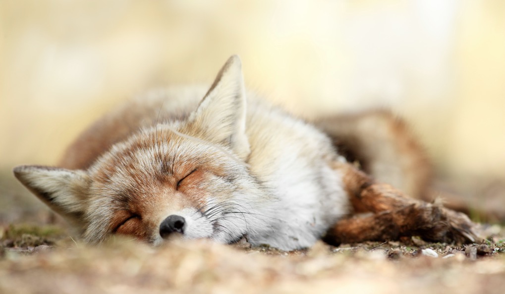 wildlifefoxes1