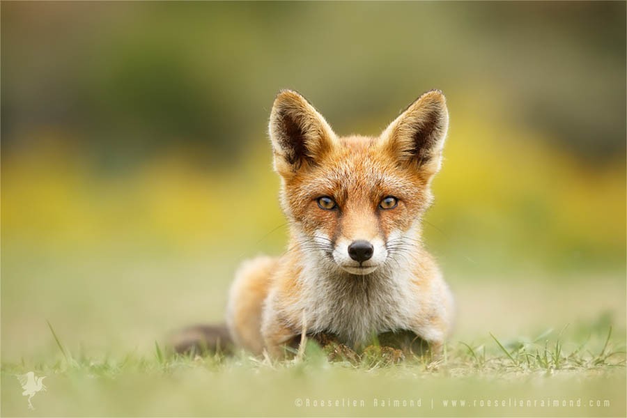 wildlifefoxes10