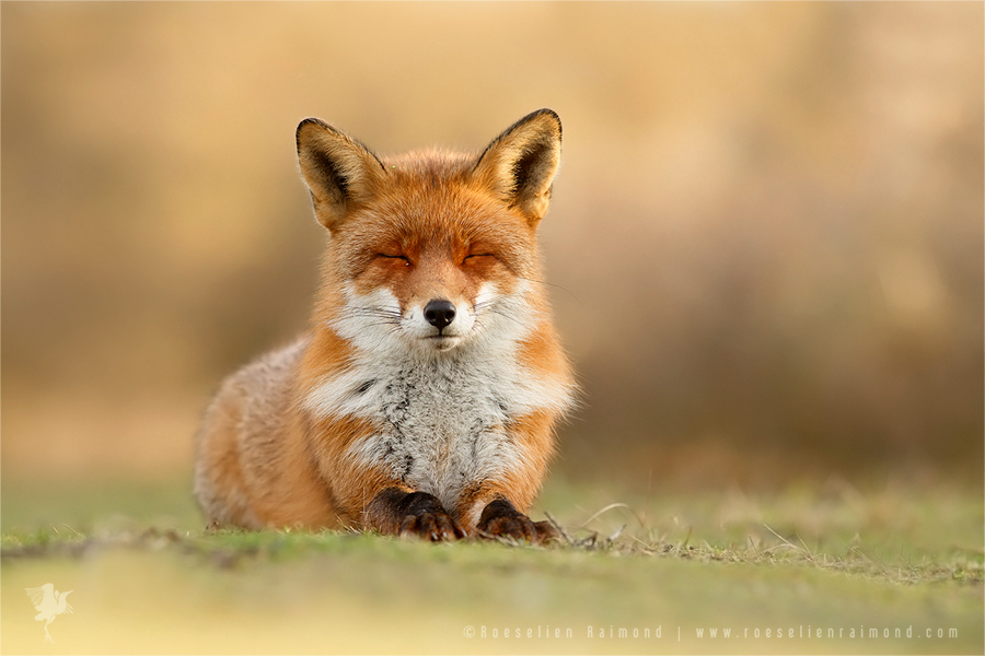 wildlifefoxes11