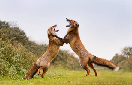 Wildlife of Foxes