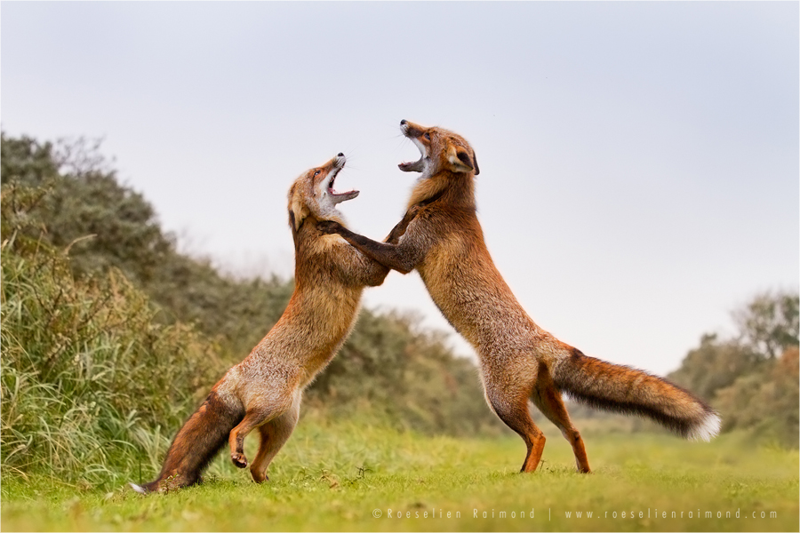 Red Foxes (Vulpes vulpes) fighting agressively, standing on hind legs with open mouths