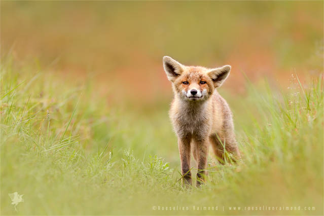 Wildlife of Foxes – Fubiz Media