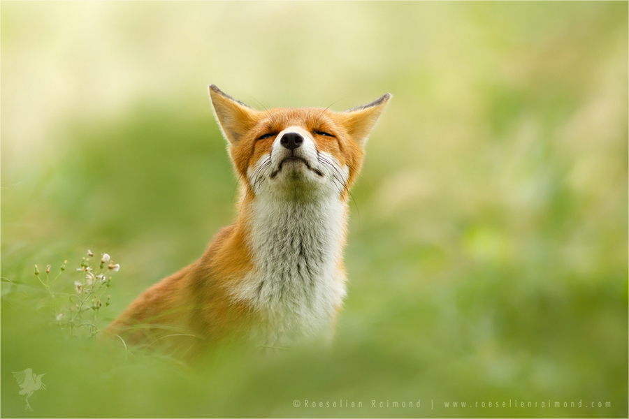 Zen Fox III