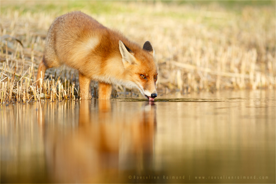 Red Fox (Vulpes vulpes) drinking water from a channel