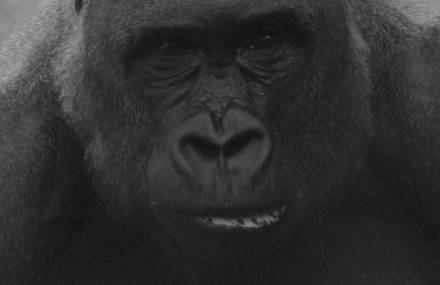 Black and White Wildlife Poetic Video