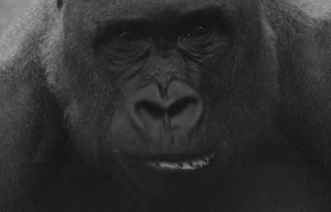 Black and White Wildlife Poetic Video