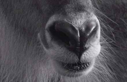 Black and White Wildlife Poetic Video