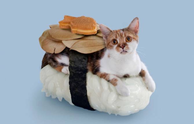 Cats Dressed as Sushi Rolls