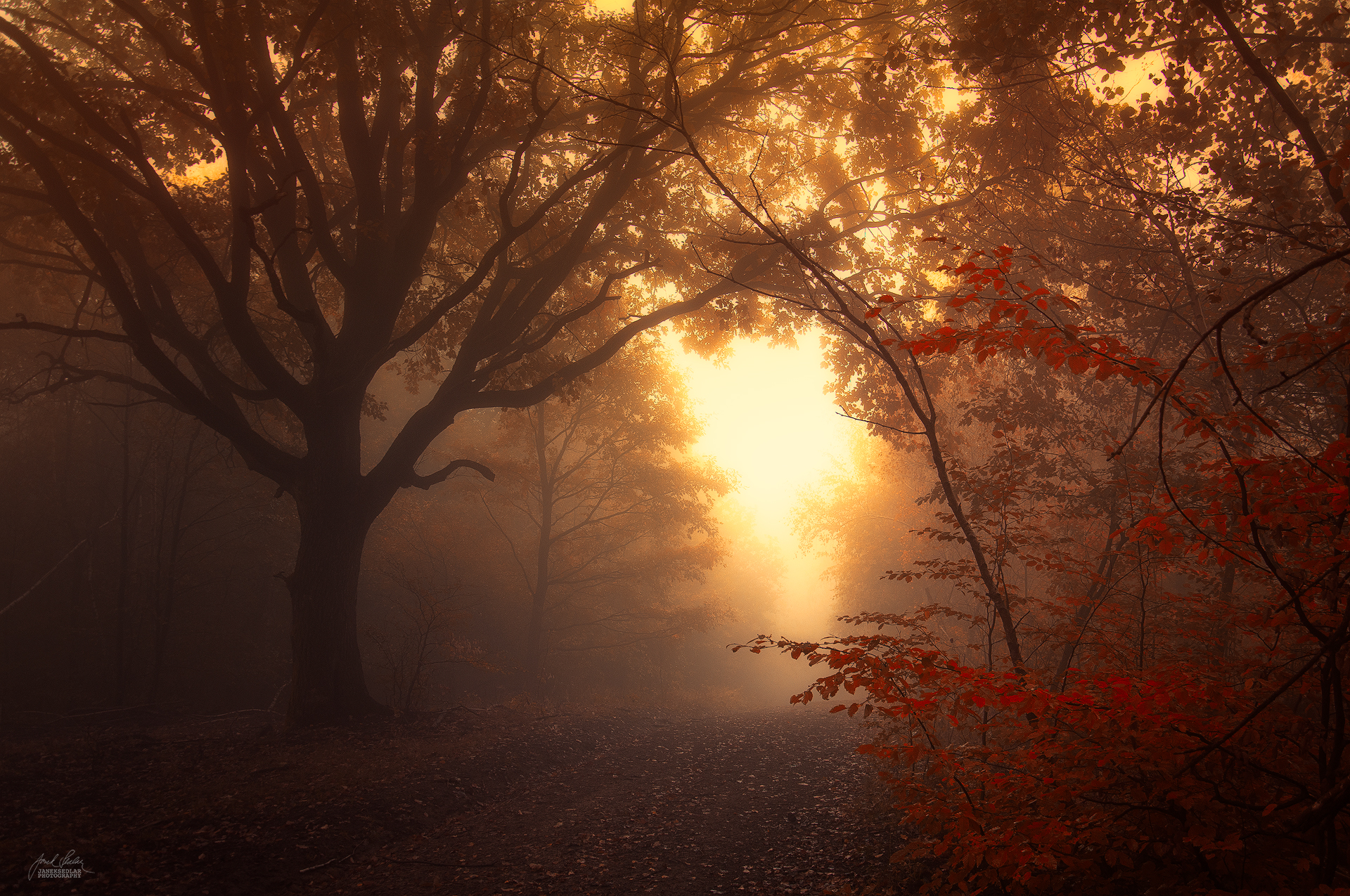 enchantingautumnforest7 – Fubiz Media