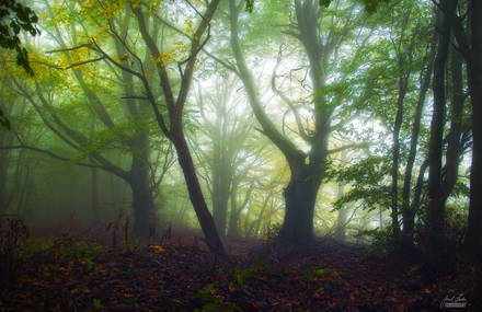 Enchanting Autumn Forests Photography