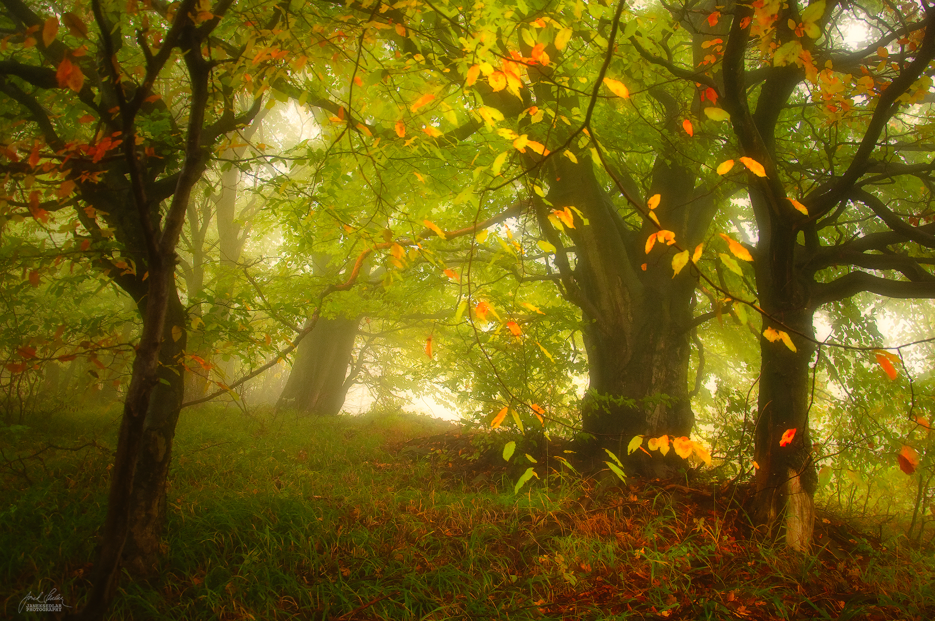 enchantingautumnforest7 – Fubiz Media
