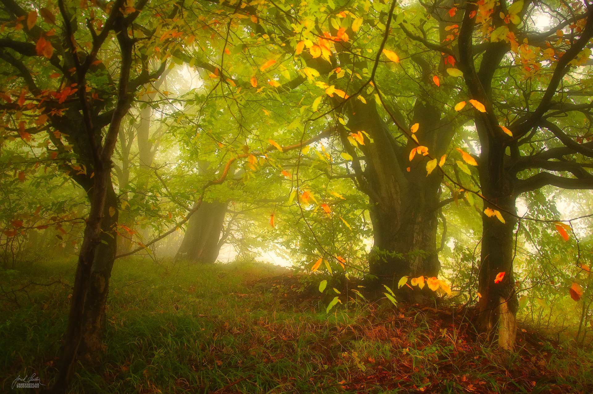 enchantingautumnforest8