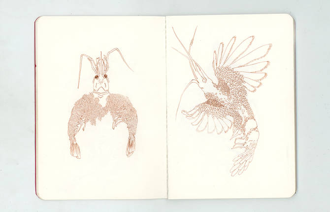 Flying Shrimps Illustrations