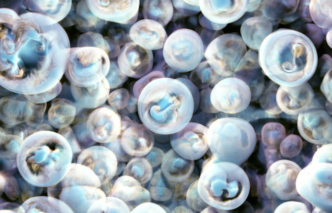 Collection of Jellyfish Blooms