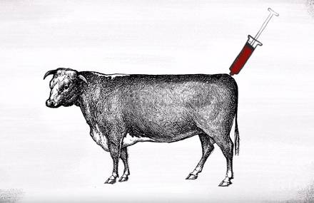 Meat of the Future