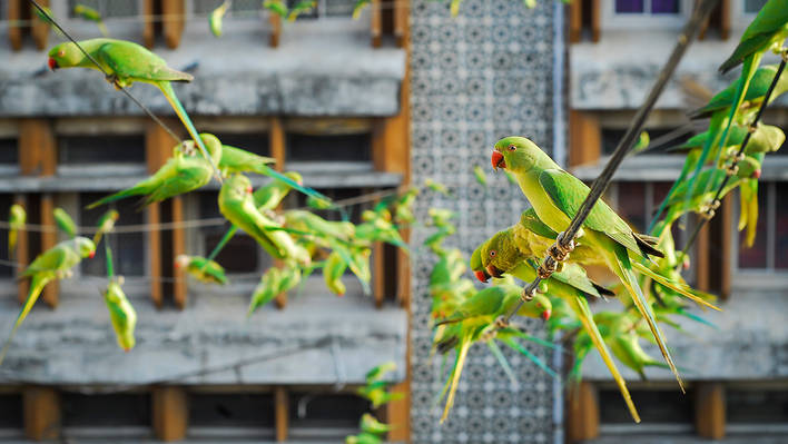 The Birdman of Chennai & His 4000 Wild Green Parakeets