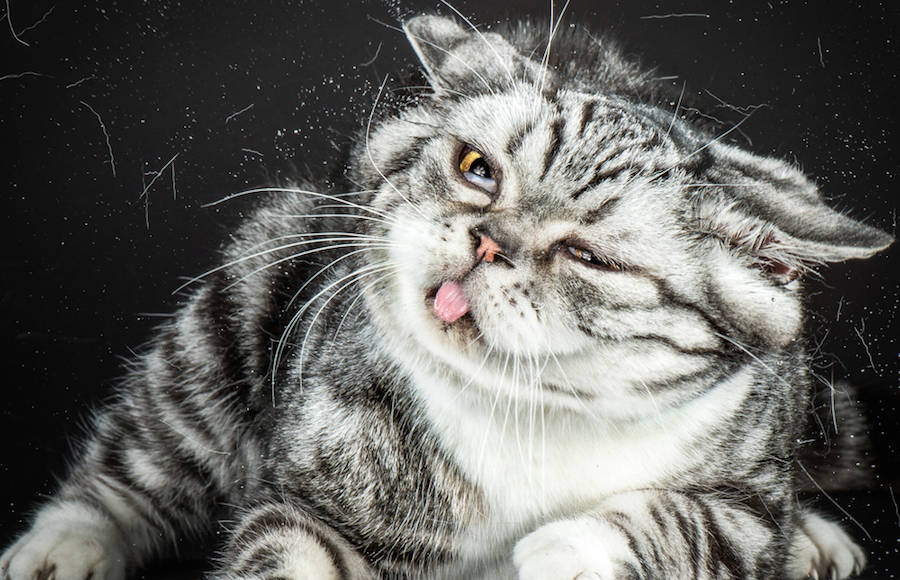 Ridiculous Portraits of Felines