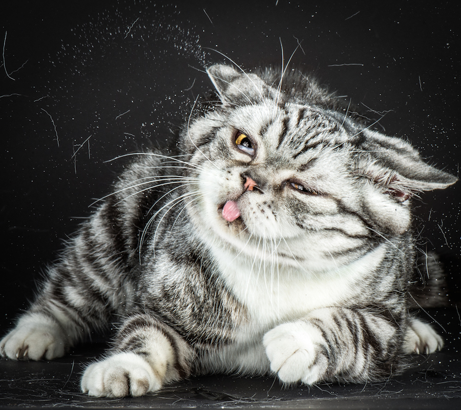 shakecats-1