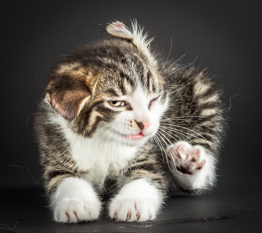 shakecats-10