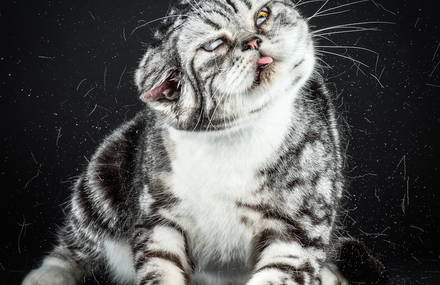 Ridiculous Portraits of Felines