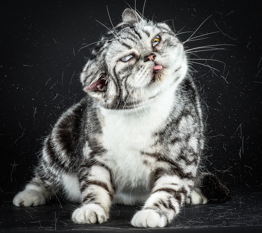 shakecats-2