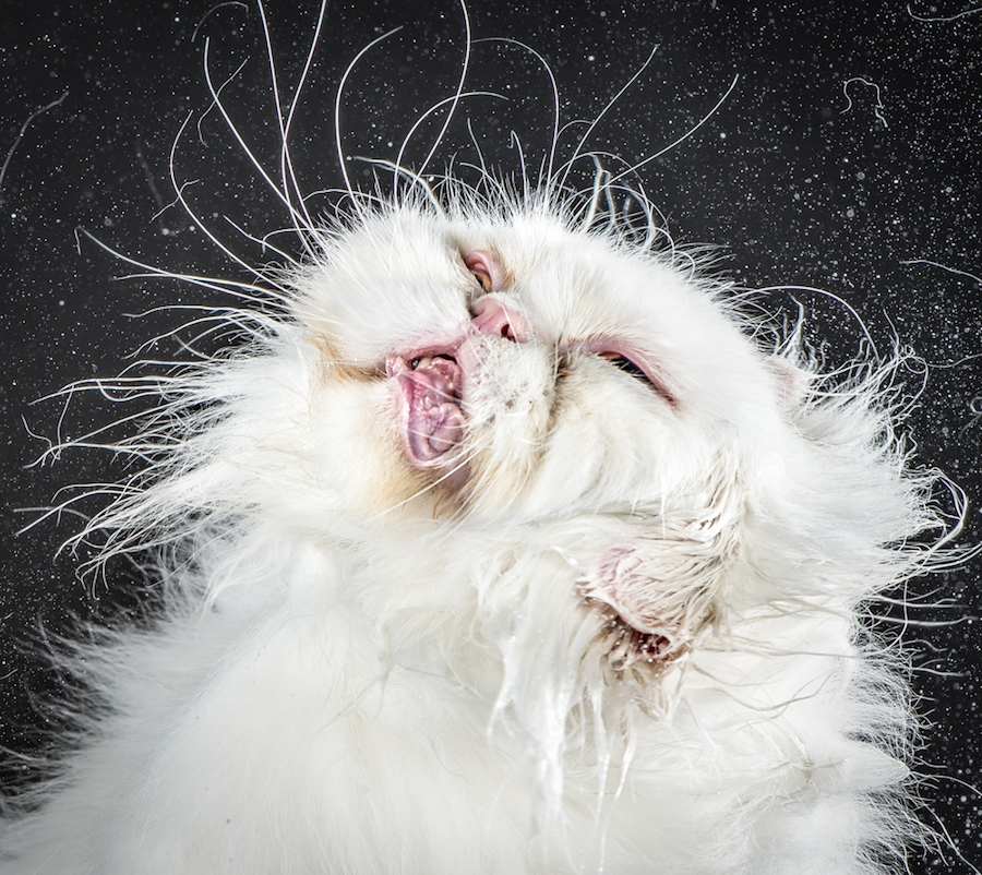 shakecats-4