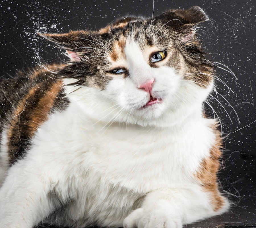 shakecats-5