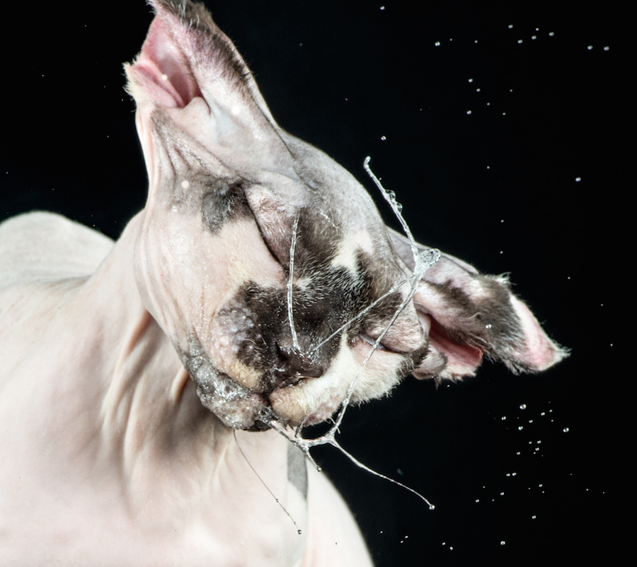shakecats-6