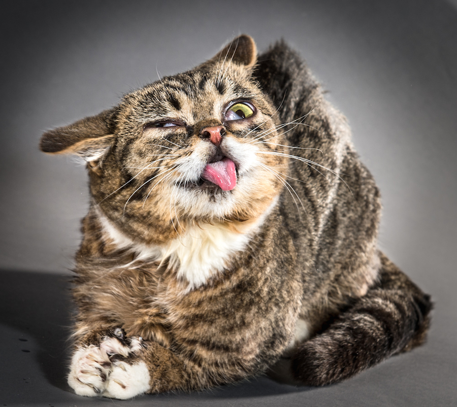 shakecats-7