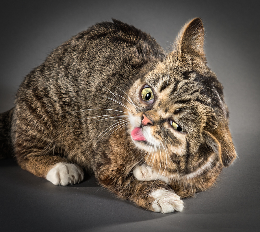 shakecats-8