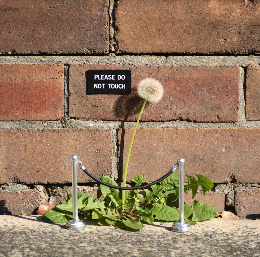 sydneystreetsigns-1