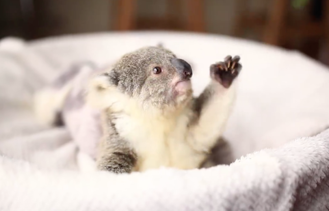 Cute Baby Koala First Photoshoot