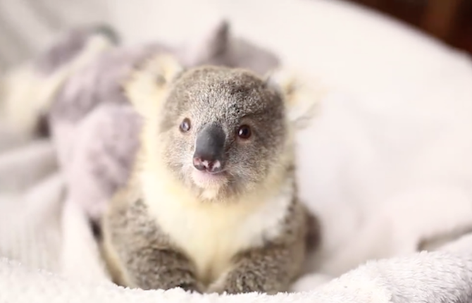 Cute Baby Koala First Photoshoot