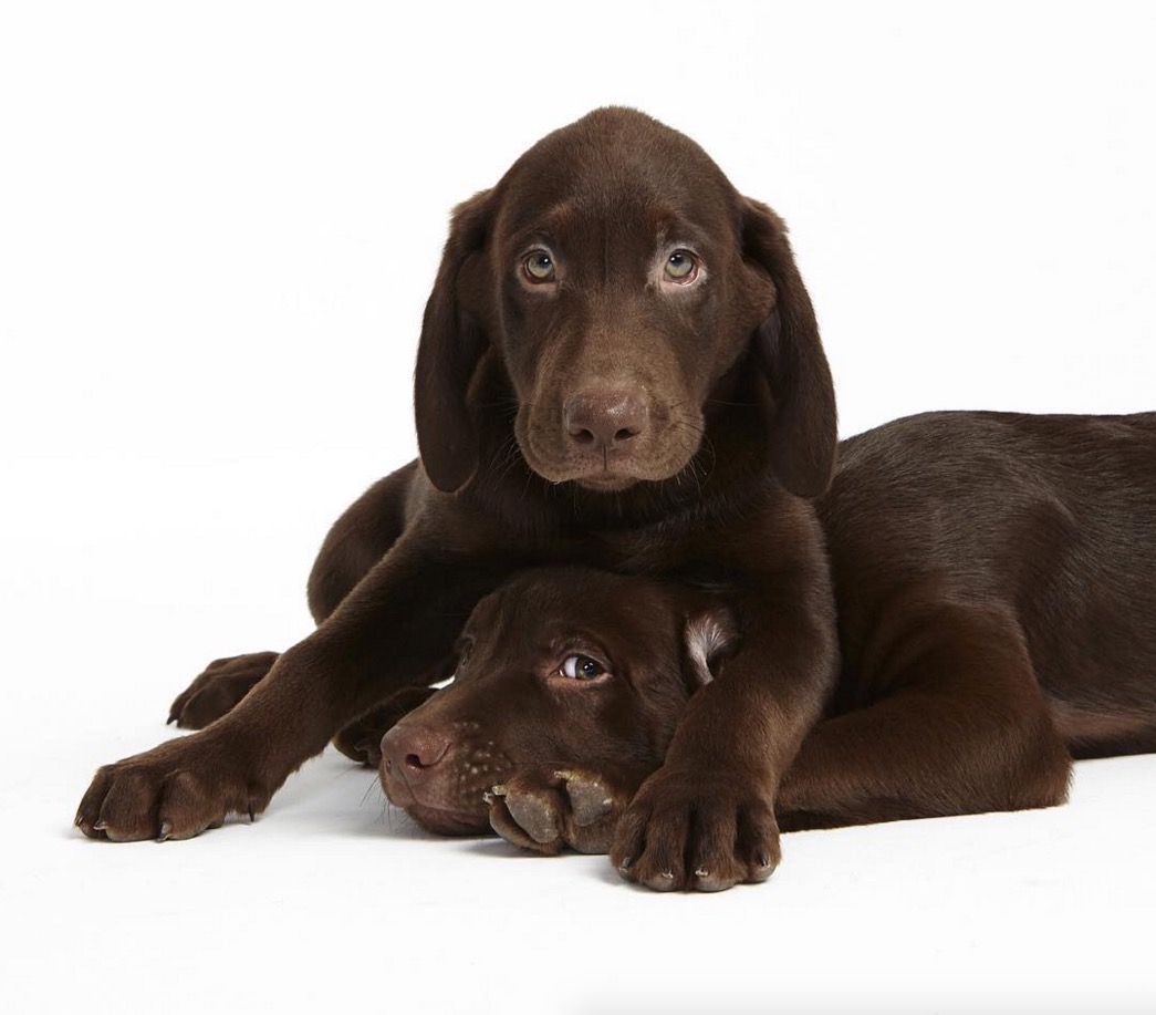 adorablepuppypictures2