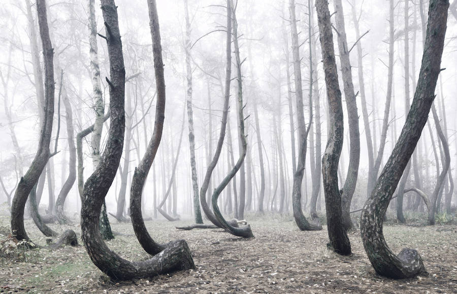 Poland Crooked Forest Filled by 400 Oddly Bent Pine Trees