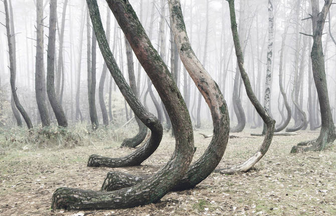 Poland Crooked Forest Filled by 400 Oddly Bent Pine Trees