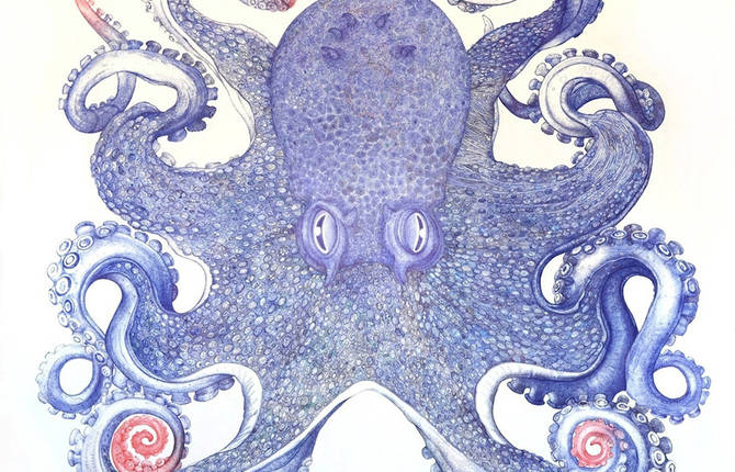 Giant Ballpoint Pen Octopus Drawing